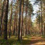 В Киеве создадут рекреационные зоны