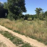 35 га лесов под Киевом не вернули