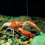 Панцирь омара заложил основы новых видов 3D-печати