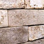 Грибы станут частью углеродно-негативных зданий