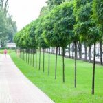В Киеве создадут 57 га зеленых зон